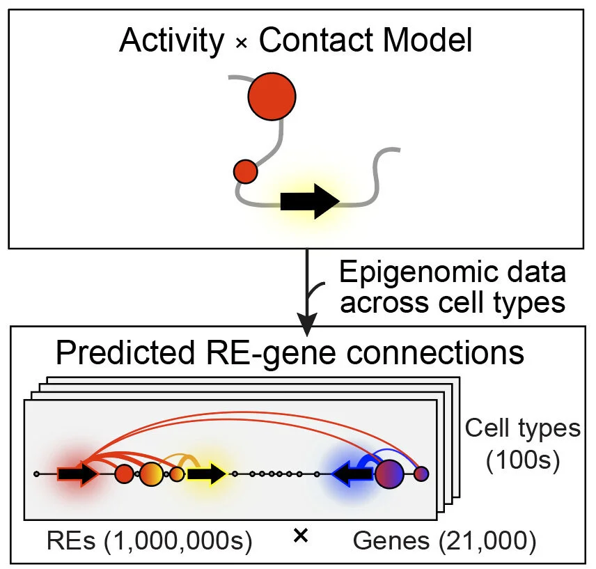 Schematic of the Activity-by-Contact model: enhancer activity times enhancer–promoter contact predicts regulatory-element-to-gene connections across hundreds of cell types.