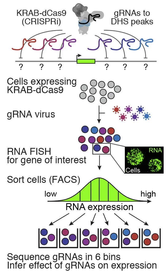 CRISPRi tiling with FlowFISH: KRAB-dCas9 and a tiling gRNA library target DHS peaks, cells are stained by RNA FISH for the gene of interest, sorted by expression into six bins, and gRNAs sequenced to infer each element's effect.
