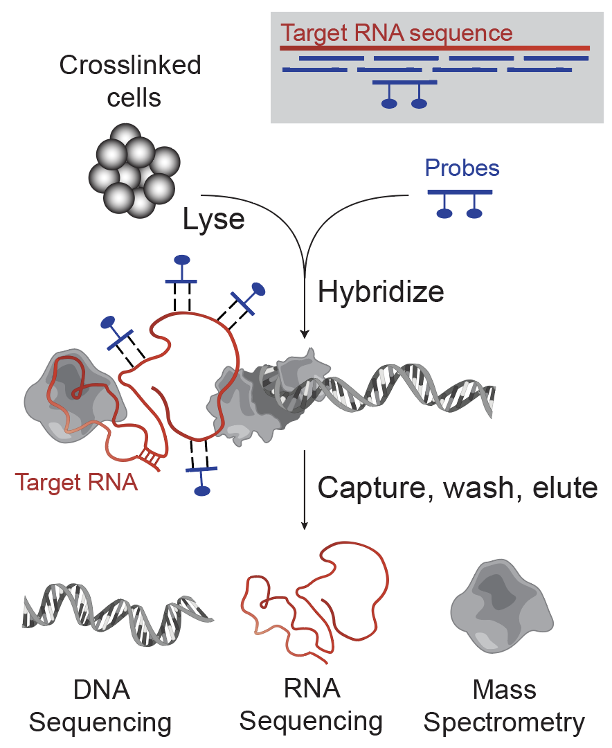RNA Antisense Purification workflow: crosslinked cells are lysed, biotinylated probes hybridize to the target RNA, and captured complexes are eluted for DNA sequencing, RNA sequencing, or mass spectrometry.