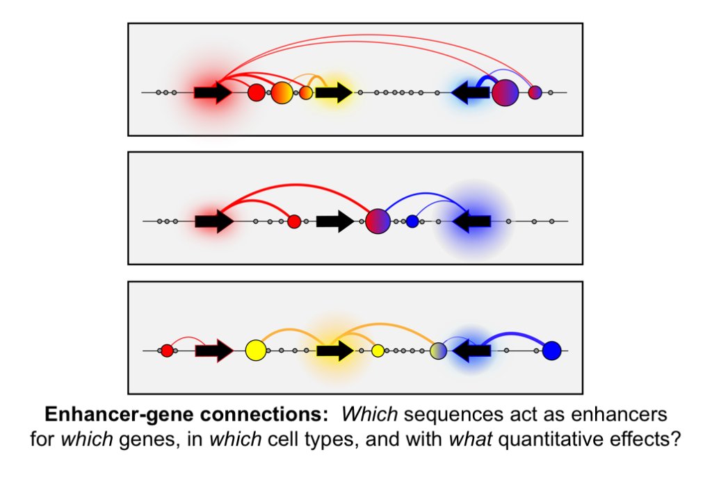 The scale of the problem: millions of candidate enhancers connecting to 21,000 genes across thousands of human cell types.