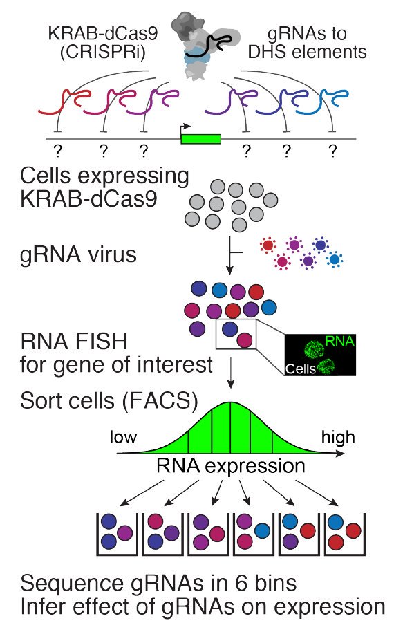 The CRISPRi-FlowFISH method: a tiling CRISPRi library, RNA FISH staining for the target gene, sorting by expression, and sequencing guides to infer each element's effect.