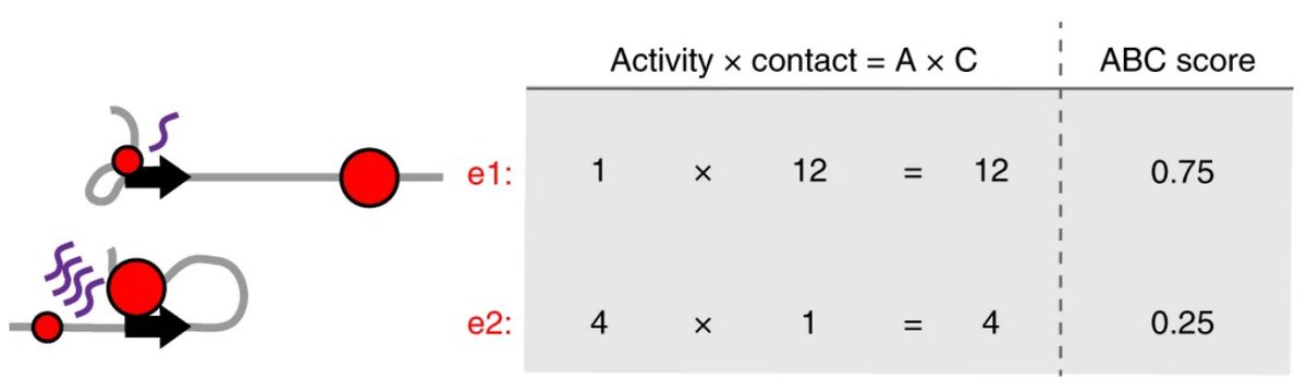 The Activity-by-Contact formula: enhancer activity measured from ATAC and H3K27ac, multiplied by contact frequency measured from Hi-C.