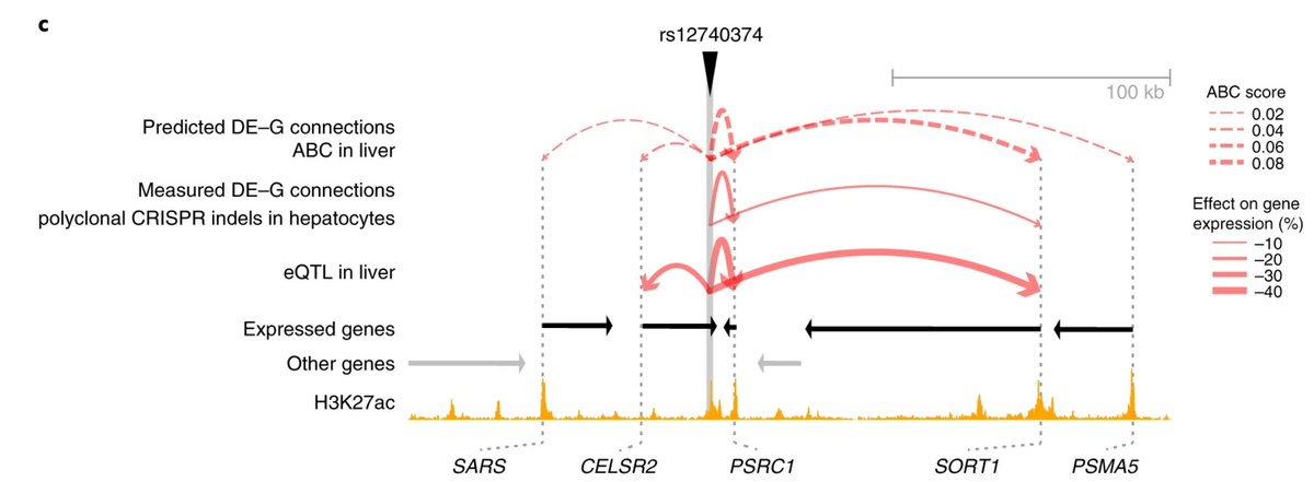 Genome-wide ABC predictions shown as arcs connecting enhancers to their predicted target genes.
