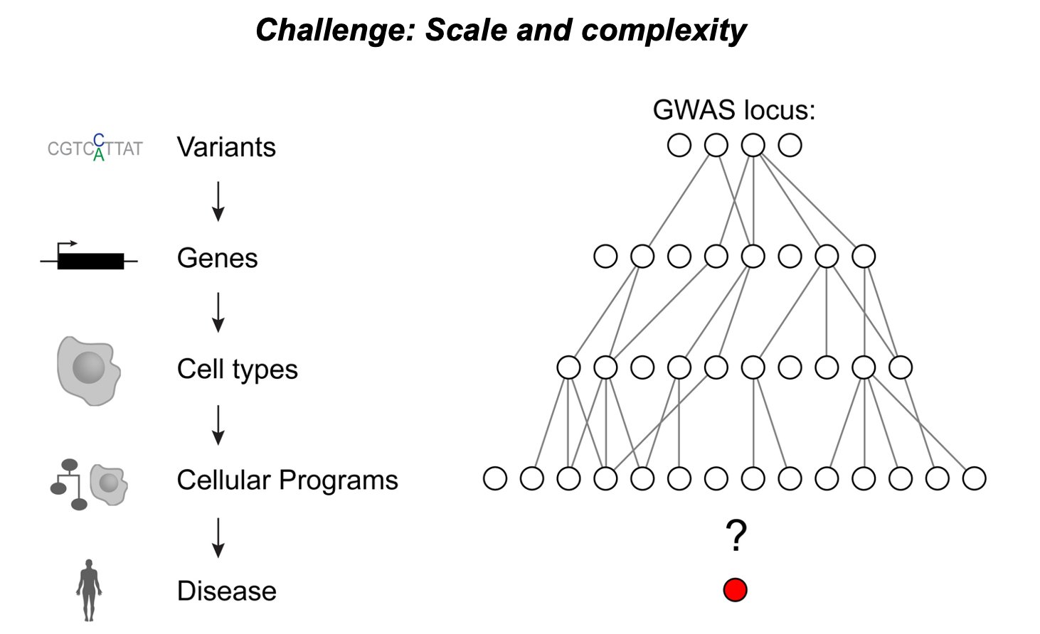 The variant-to-function gap: a GWAS signal at a locus spans many variants and several candidate genes, with no direct indication of which gene or pathway carries the risk.