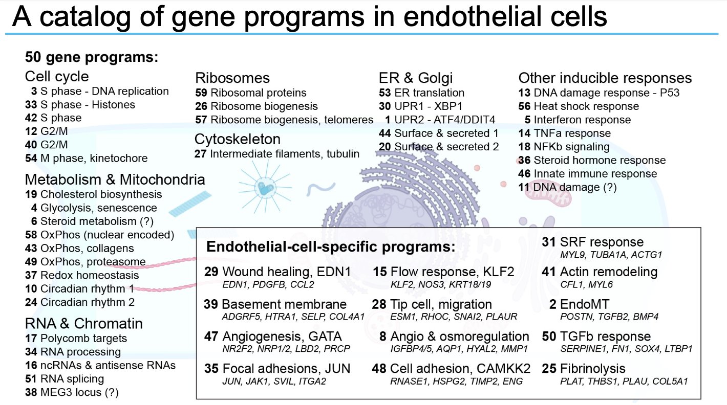 Fifty gene programs recovered from endothelial Perturb-seq, annotated by the pathways they correspond to, including inflammatory response, laminar flow and endothelial-to-mesenchymal transition.