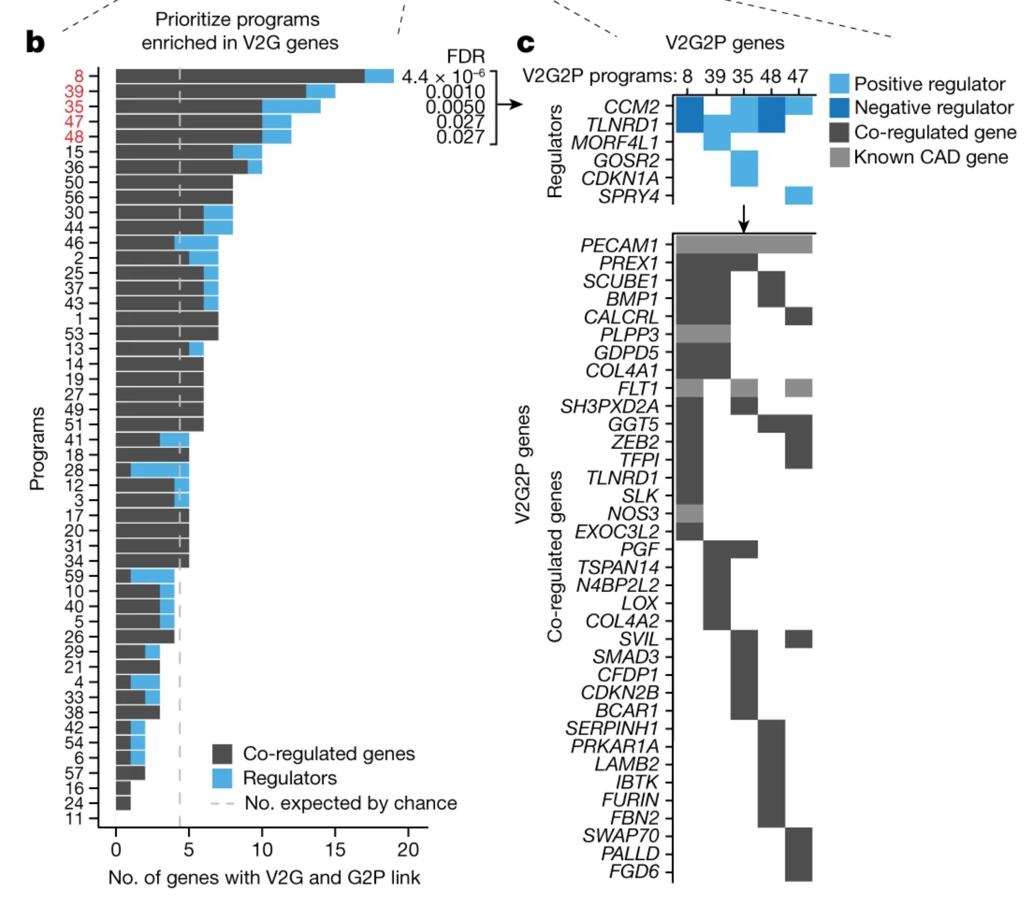 Five of the fifty programs are significantly enriched for coronary artery disease variant-to-gene links.