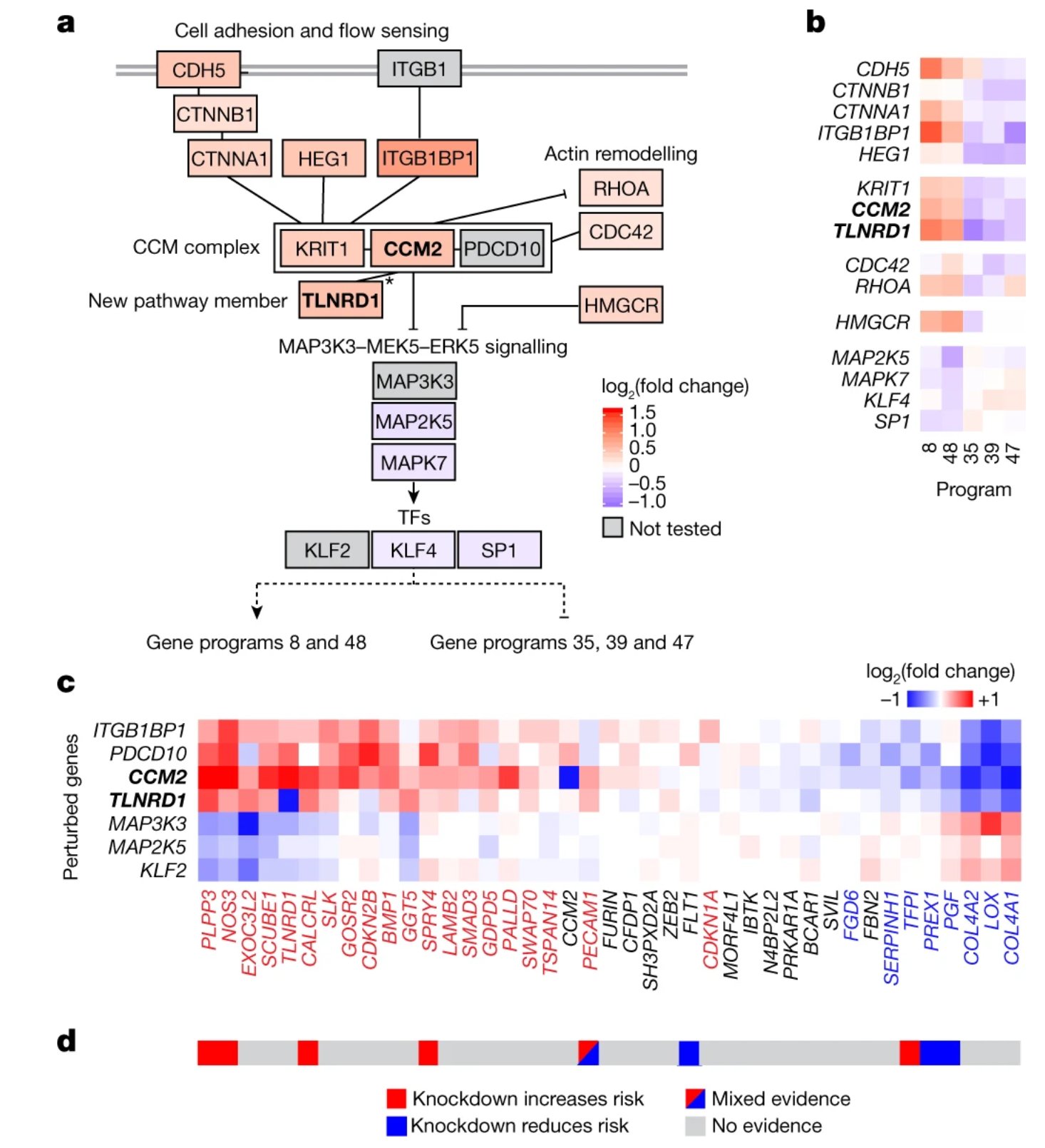 Forty-one coronary artery disease GWAS loci converging onto a single endothelial pathway downstream of the CCM complex.