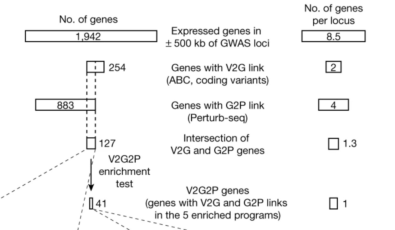 Counts per average GWAS locus: 8.5 expressed genes, 2 with a variant-to-gene link, 4 connected to a program, and 1 nominated after combining both.
