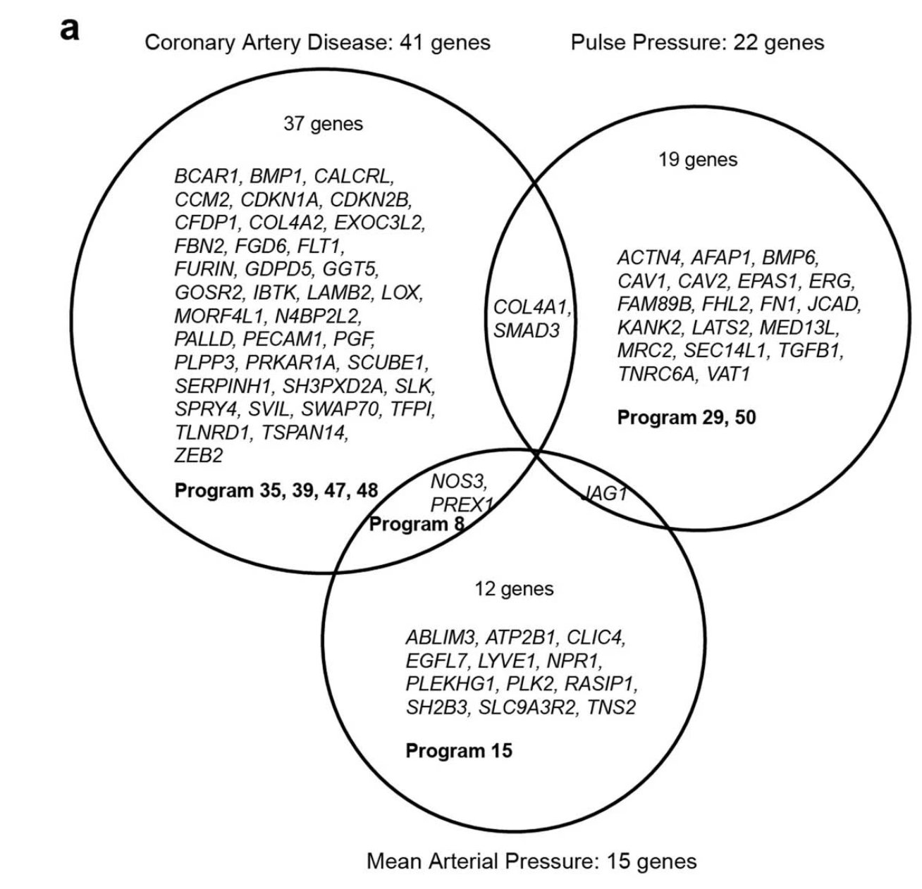 Blood pressure and coronary artery disease risk map onto distinct endothelial gene programs.