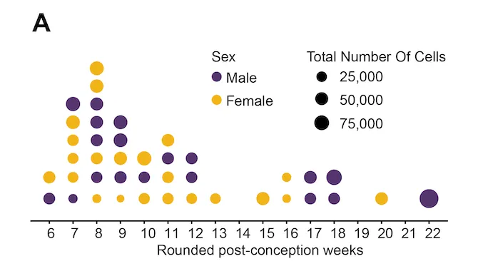 Single-cell multiomic atlas of 734,000 cells from 41 fetal hearts, weeks 6 to 22