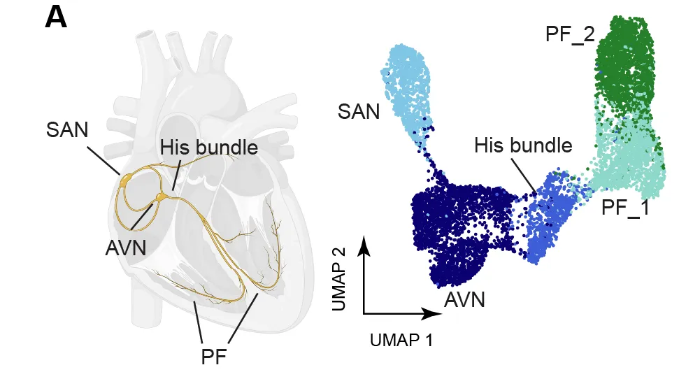 More than 90 annotated cell types and states across the developing human heart