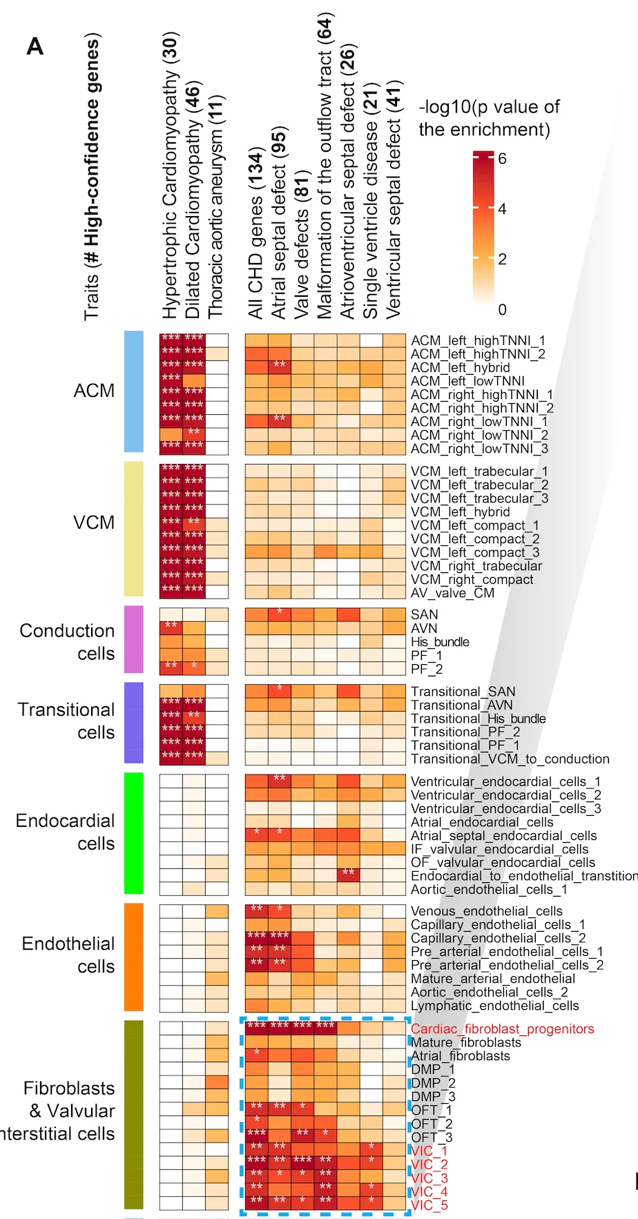 Rare coding CHD variants enriched in valvular interstitial cells and cardiac fibroblasts