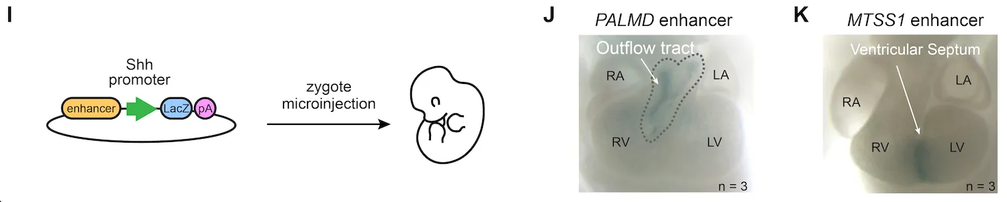 Enhancers with activity specific to the outflow tract or interventricular septum