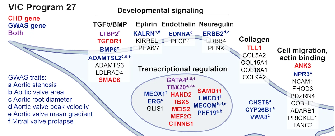A regulatory pathway connecting common and rare variants in heart valve development