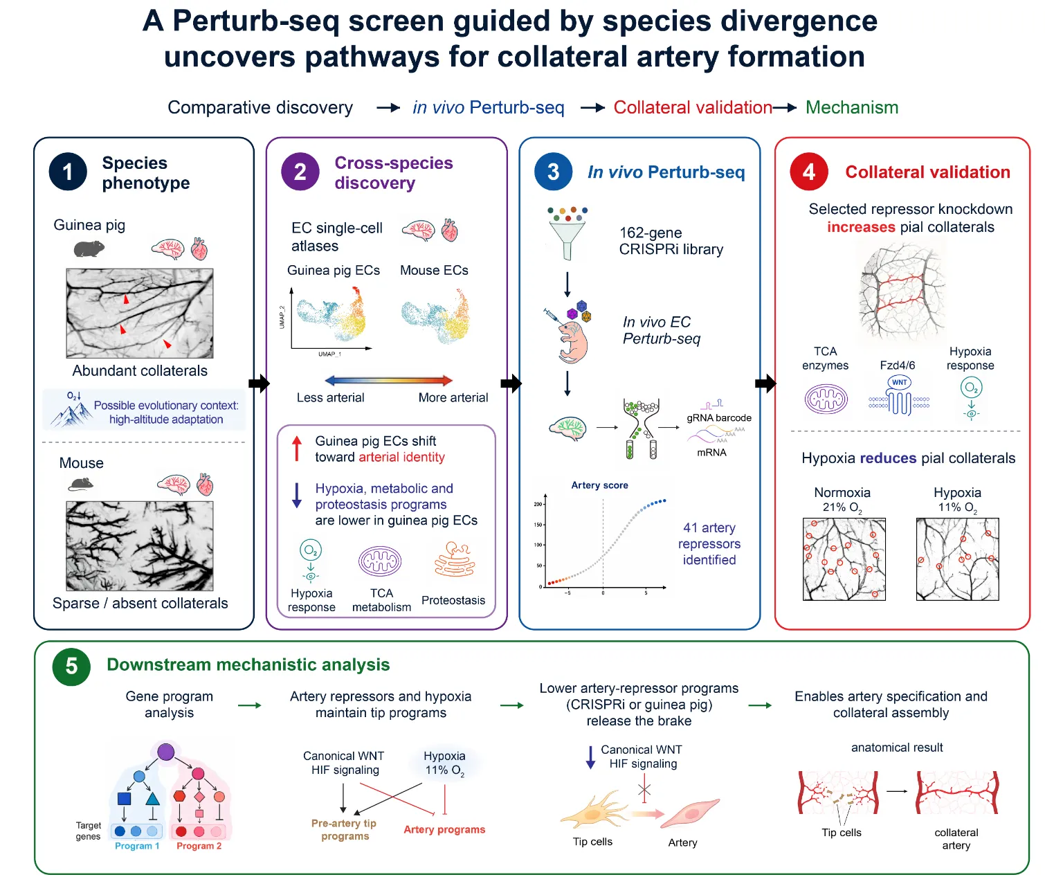 Graphical abstract: a Perturb-seq screen guided by species divergence uncovers pathways for collateral artery formation