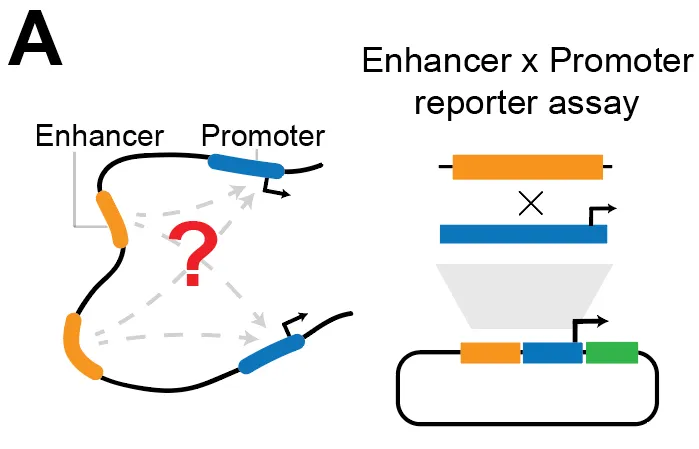 Prior MPRA studies reached conflicting conclusions about enhancer–promoter compatibility