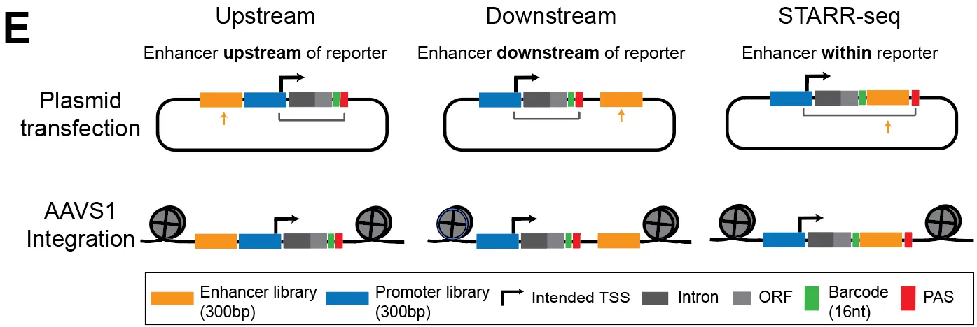 Six reporter-assay designs compared head-to-head on the same enhancer–promoter pairs