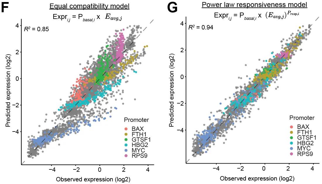 Promoters vary over 100-fold in their intrinsic responsiveness to enhancers