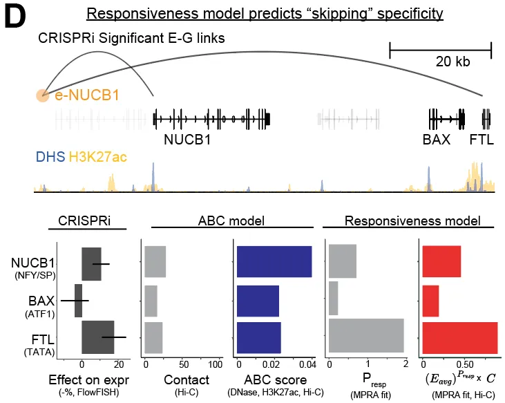 Responsive promoters are regulated by more enhancers; non-responsive housekeeping promoters are skipped