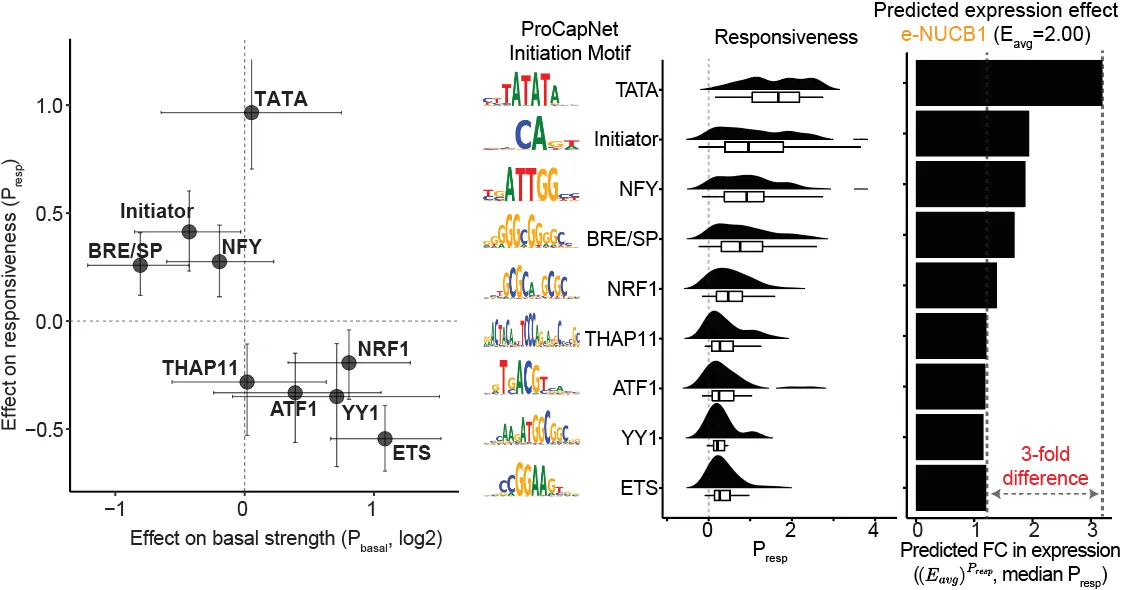 Core-promoter sequence motifs nominated by ProCapNet as associated with responsiveness