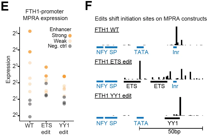 Editing core-promoter motifs raises basal activity but lowers maximum output and shifts transcription start sites