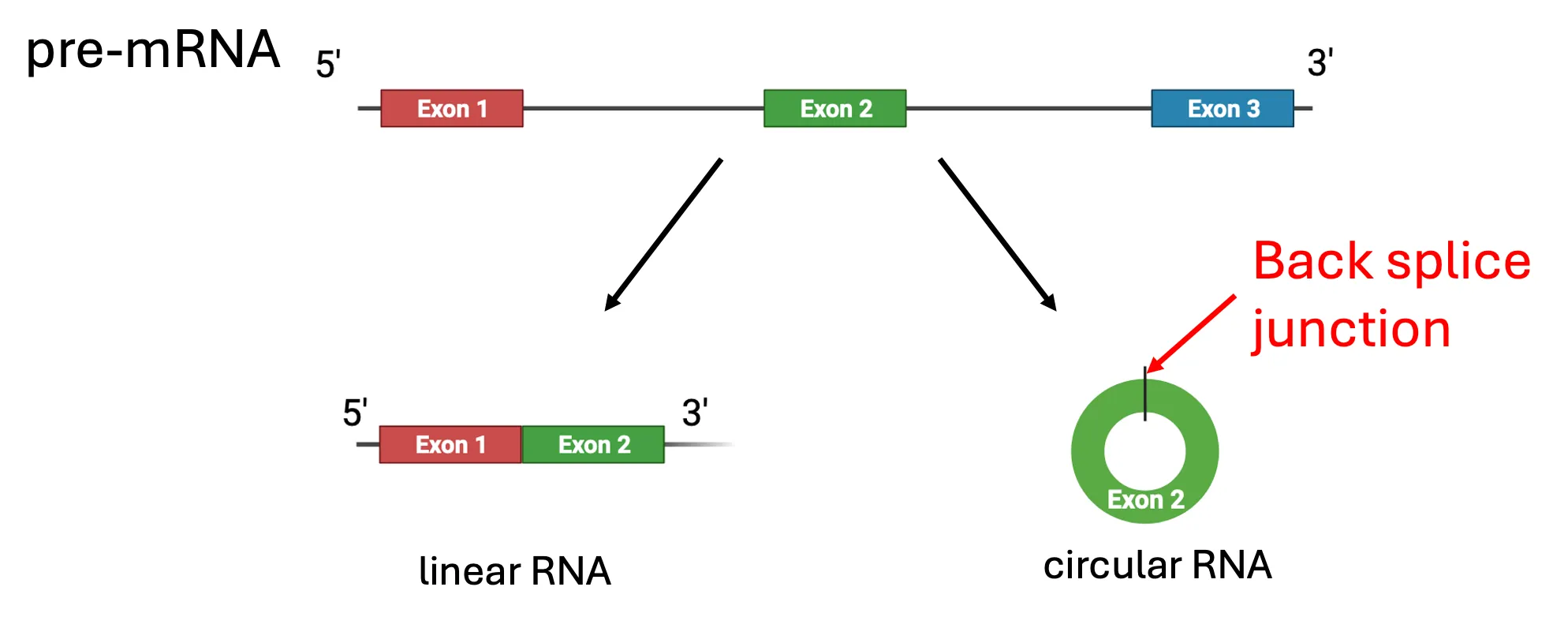 Diagram of a circular RNA formed by back-splicing, marked by its back-splice junction