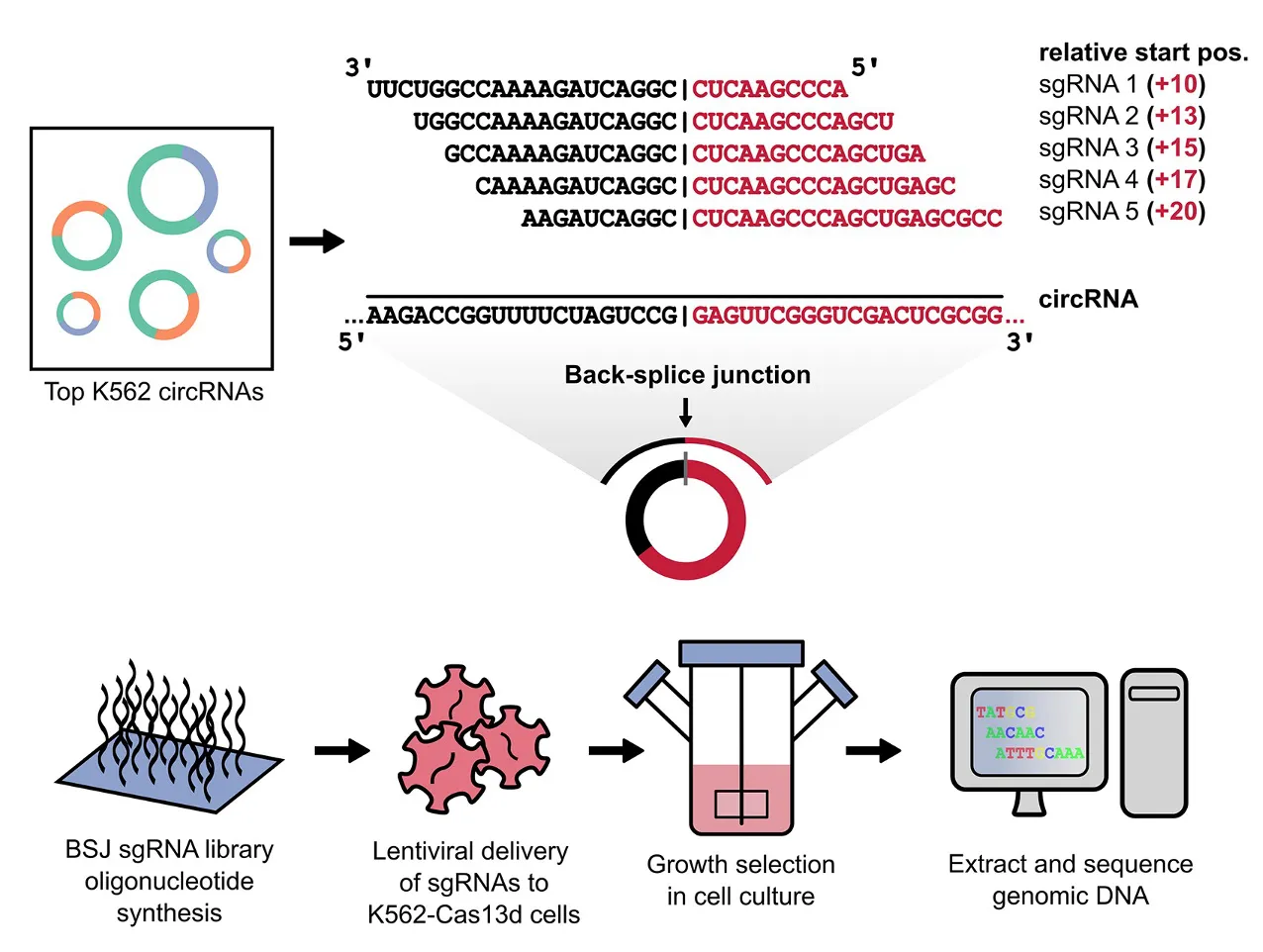 Cas13d growth screen targeting 900 highly expressed circRNAs and their matched linear isoforms in K562