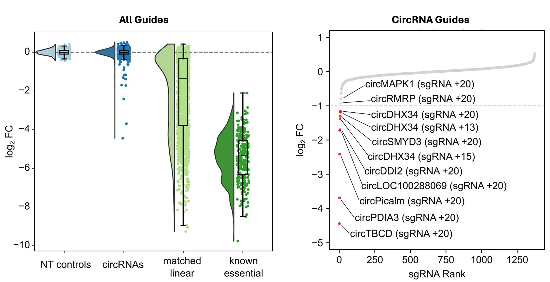 Guides that altered growth clustered at the same position along the back-splice junction