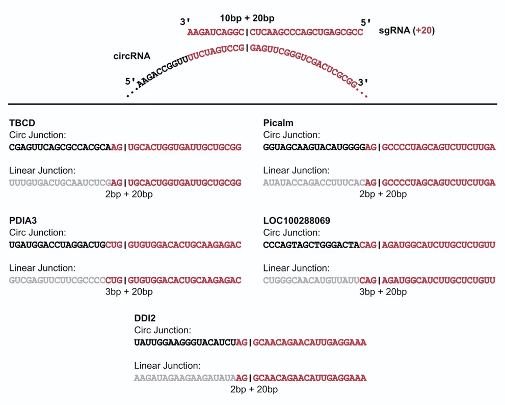 Guide position gives long homology to the linear junction; 22–23 nt is enough to activate Cas13