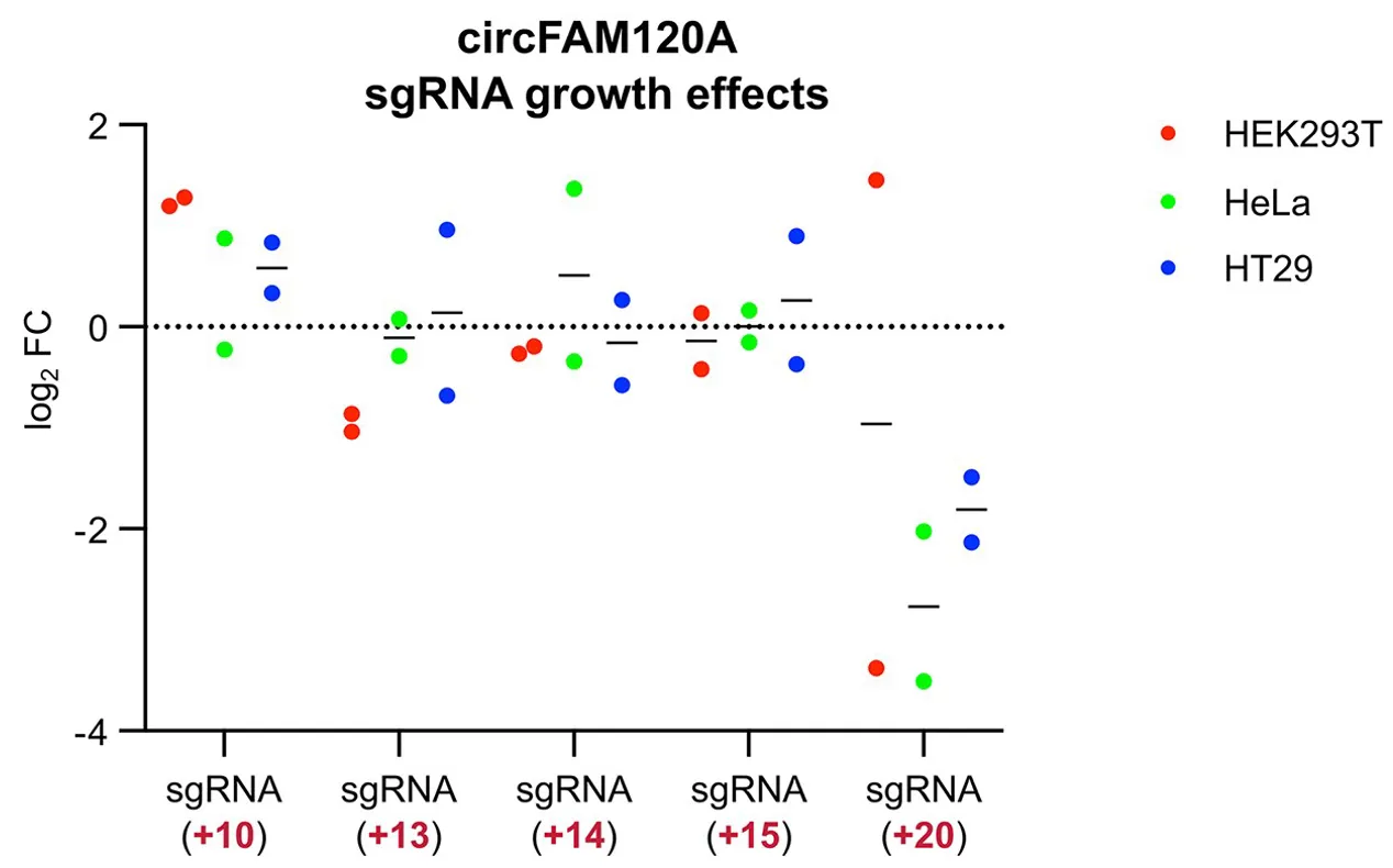 circFAM120a, a previously reported functional hit, shown to be confounded