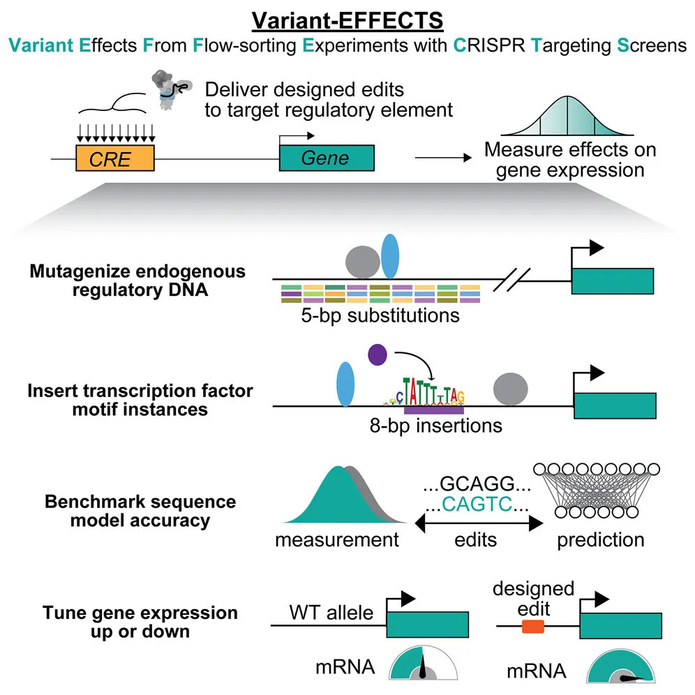 Variant-EFFECTS overview figure from the announcement thread